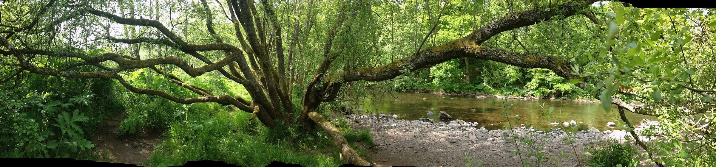Moss-covered trees on a wooded riverbank