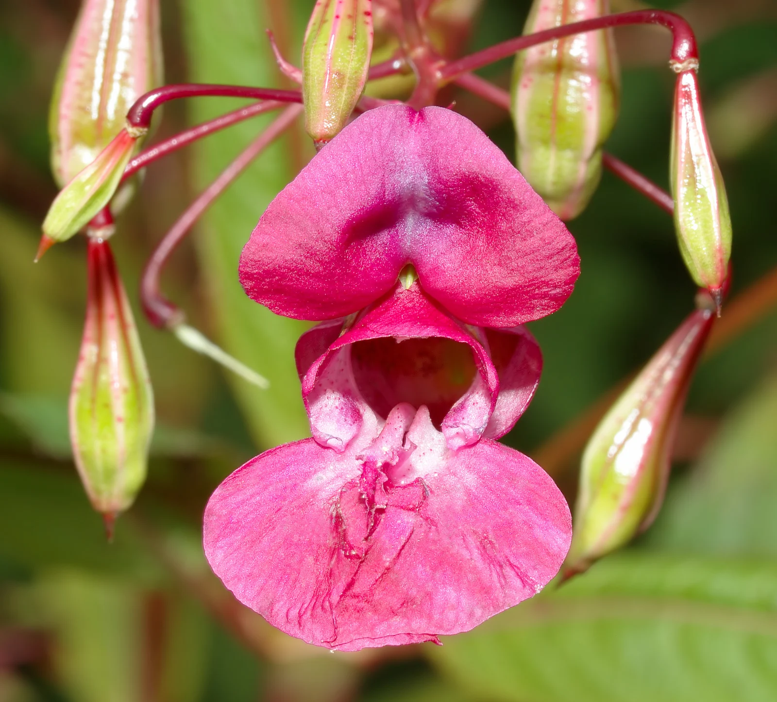 Pink Himalayan balsam flower with its spotted throat and surrounding buds