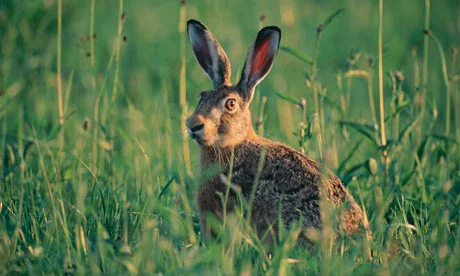 A brown hare among tall grasses