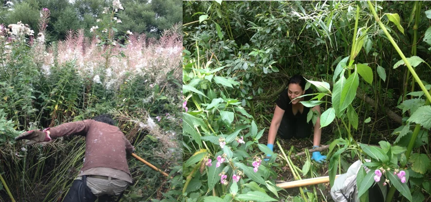 Trying to climb through trees and 4 metre high Himalayan balsam on the River Endrick, whilst David fights through brambles and Rose Bay Willow herb on the Black Cart Water.