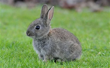 A rabbit sitting on grass