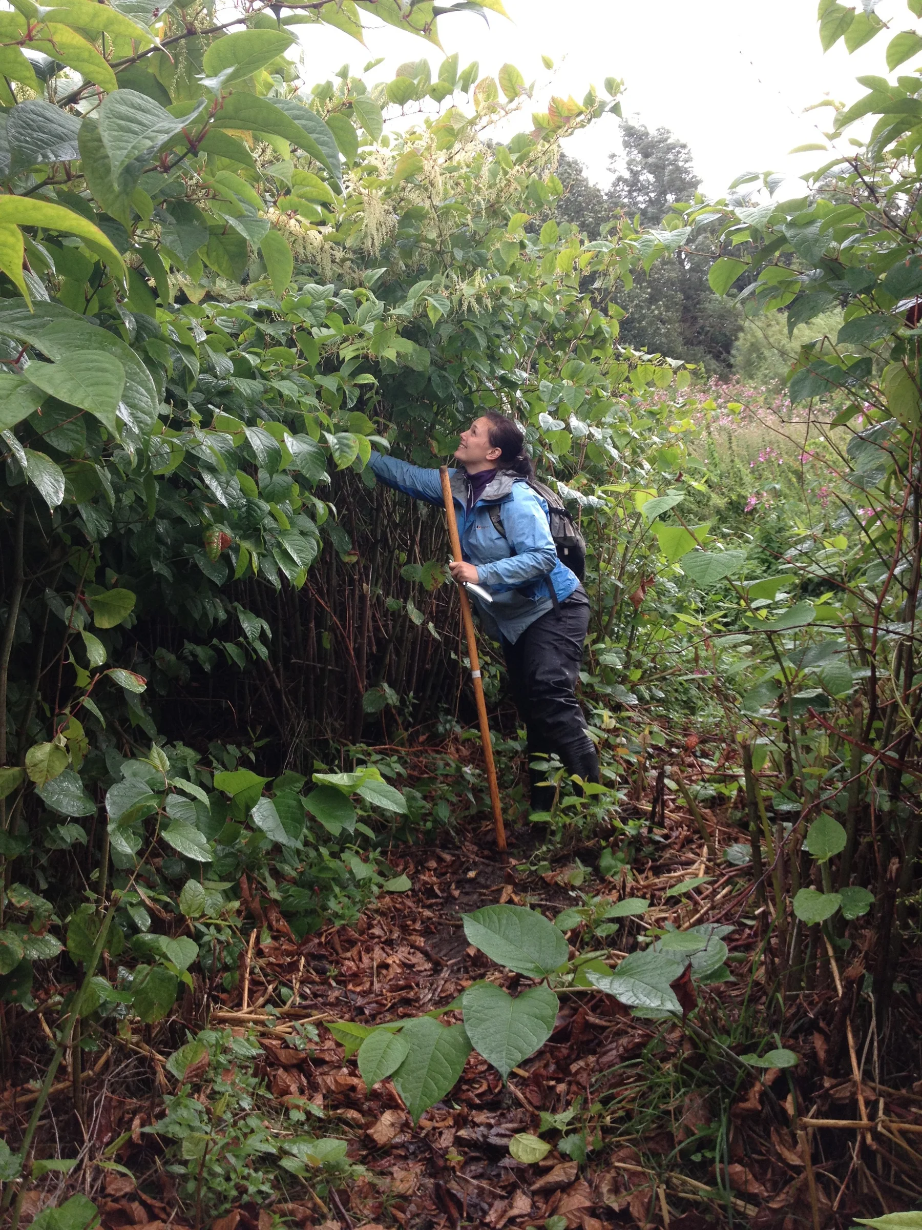 knotweed
