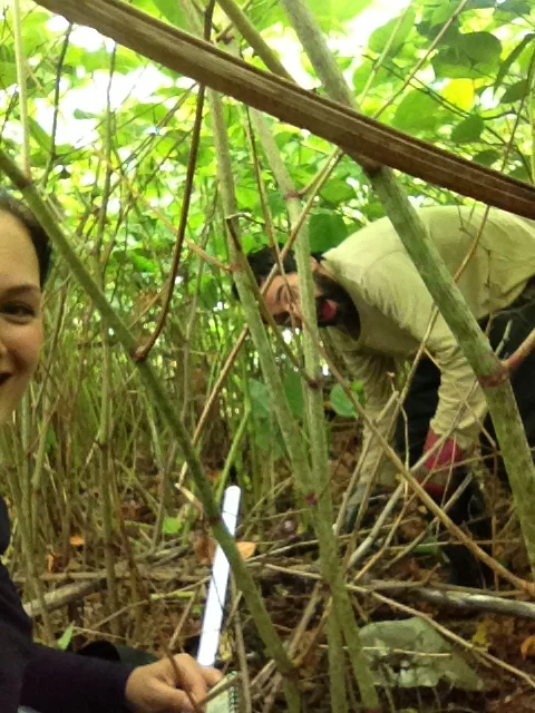 Nothing lives under this Japanese knotweed patch along the Black Cart Water, other than (temporarily) myself and field assistant, David and perhaps some ground elder around the periphery of the patch.
