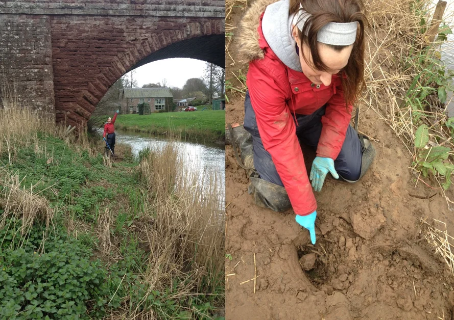 Finding the AstroTurf mats, covered by mounds of sediment deposition, on the Dean Water.