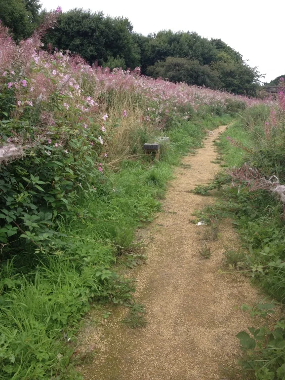 Himalayan balsam invaded public walkway along the otherwise nettle and bramble infested White Cart Water in Renfrewshire.