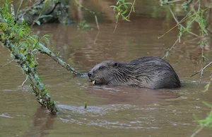 A beaver swimming in the River Otter