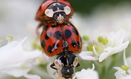 Harlequin-ladybirds-007
