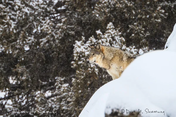 A wolf standing in a snowy landscape