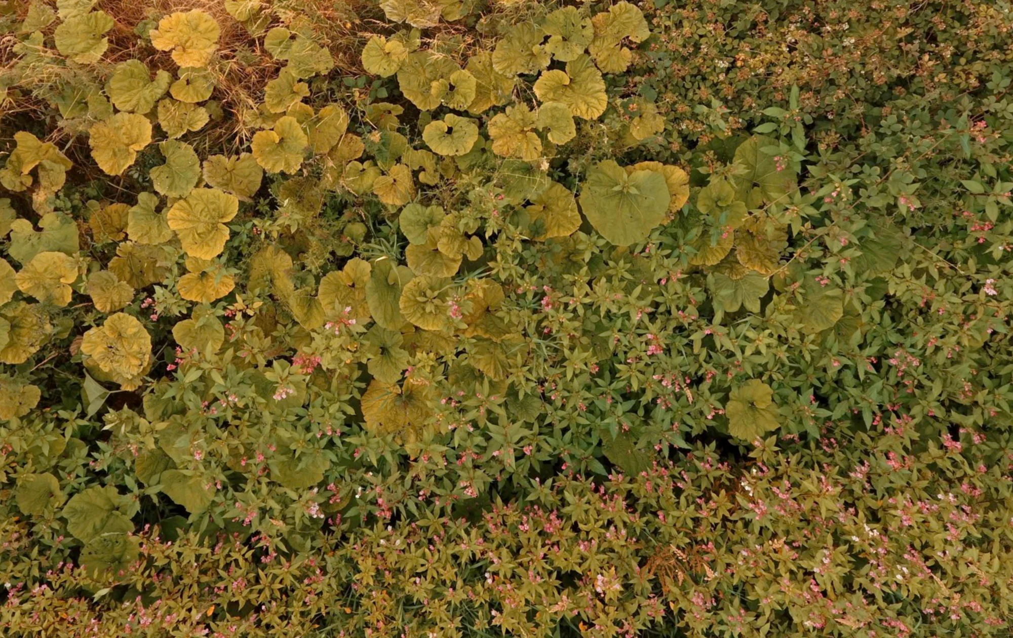 Overhead view of mixed green and yellow riverside vegetation