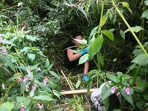 Zarah examining plants in dense riverside vegetation