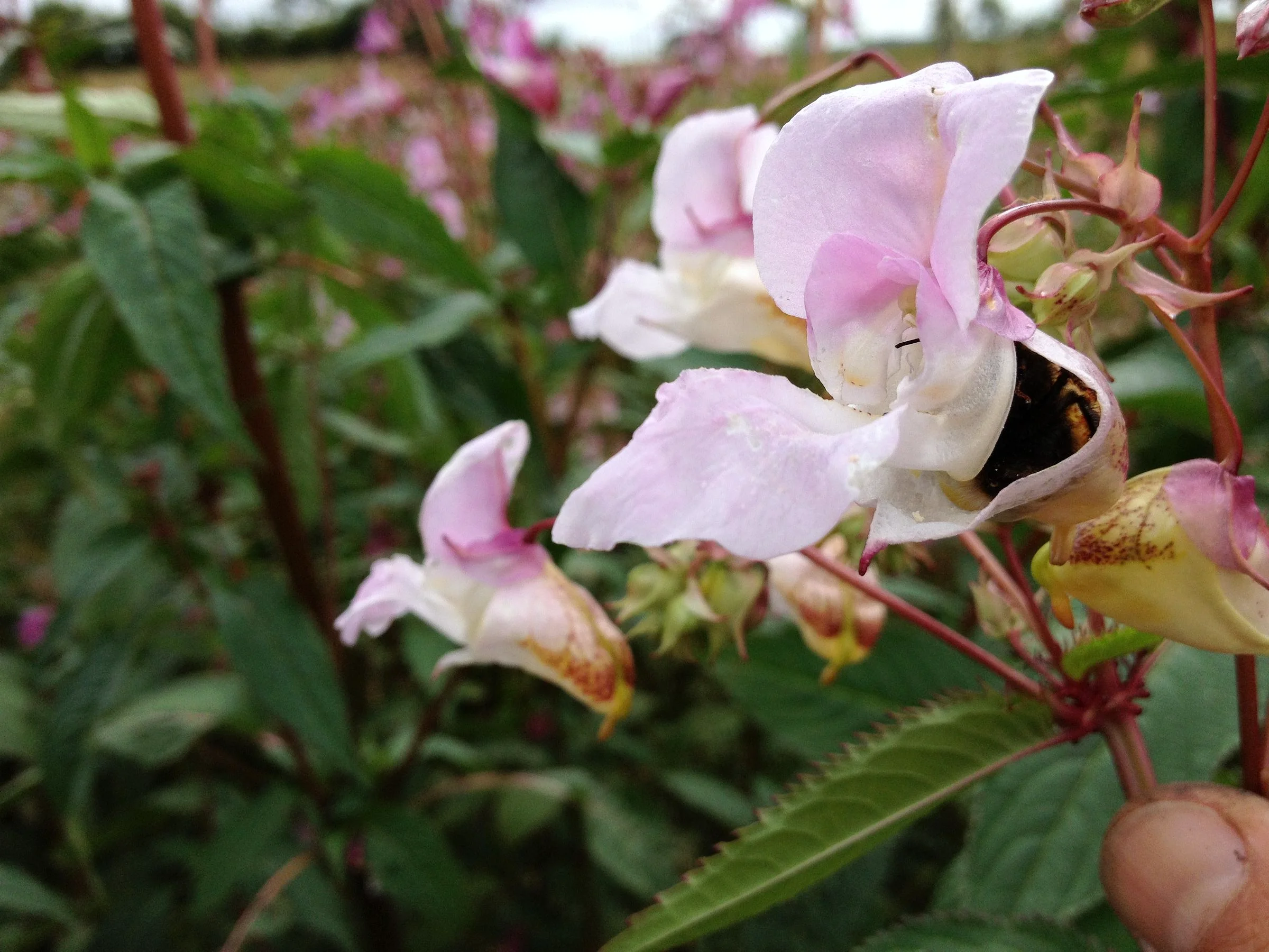 A bee visiting a pink Himalayan balsam flower
