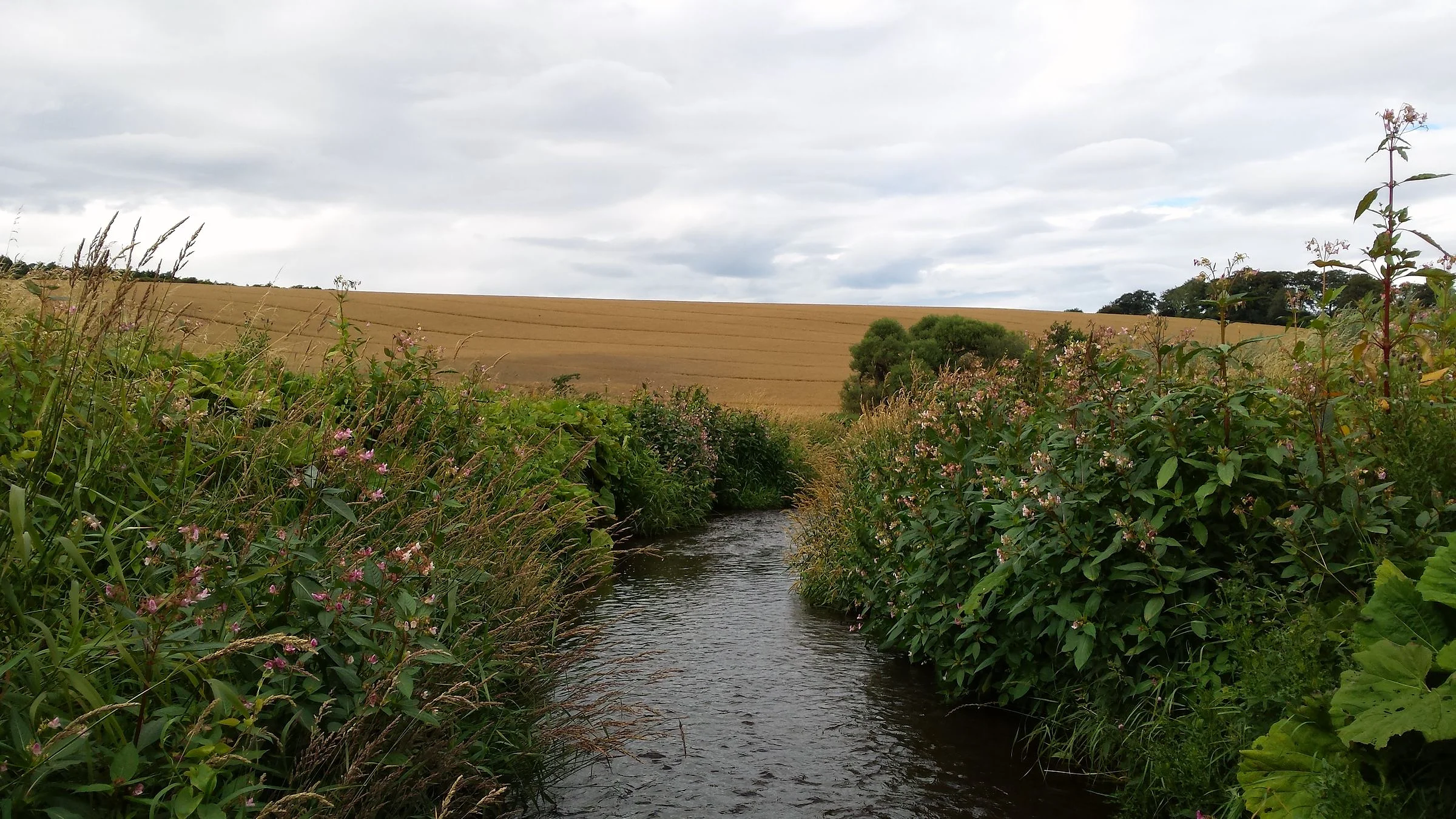 A narrow river flowing between dense bankside plants and a field