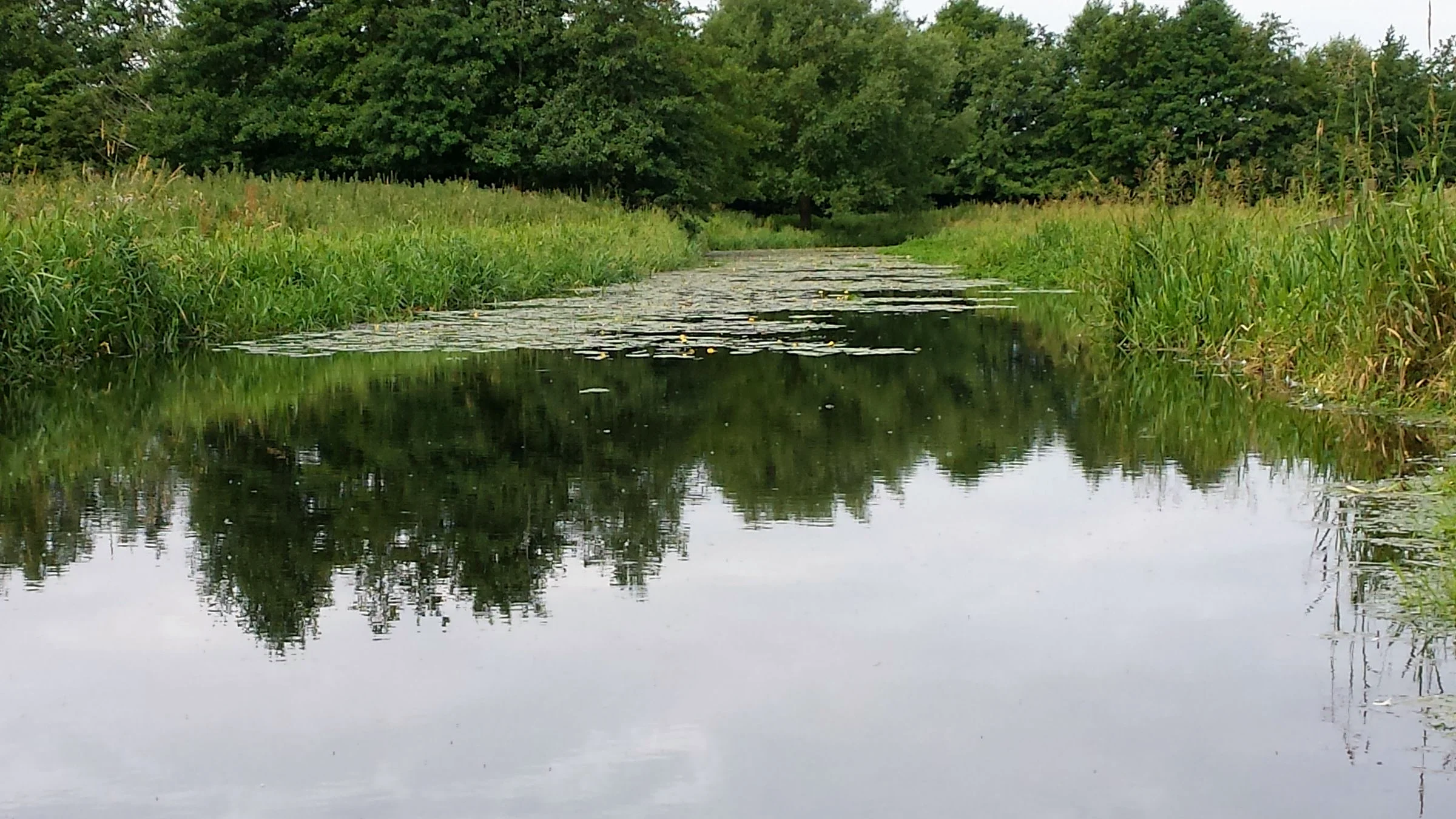 A still river bordered by reeds and trees