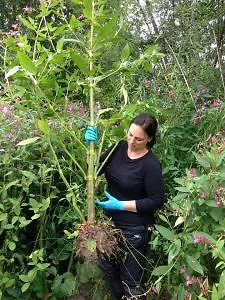 Zarah measuring a tall plant stem during fieldwork
